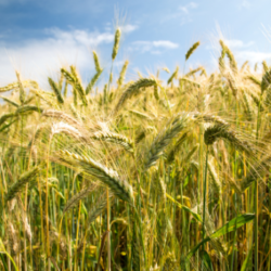 Micotoxinas, ¿cómo afecta la escasez de cereal?